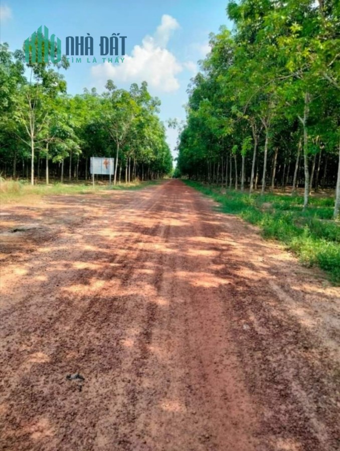 còn mảnh đất hơn 6 sào tai trung tâm bàu bàng bán lại cho anh chị đầu tư, công chứng ngay