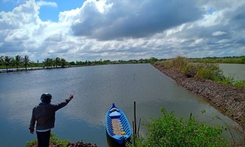 BÁN NHANH 50 công đất vuông nuôi tôm tại Đầm Dơi, Cà Mau
