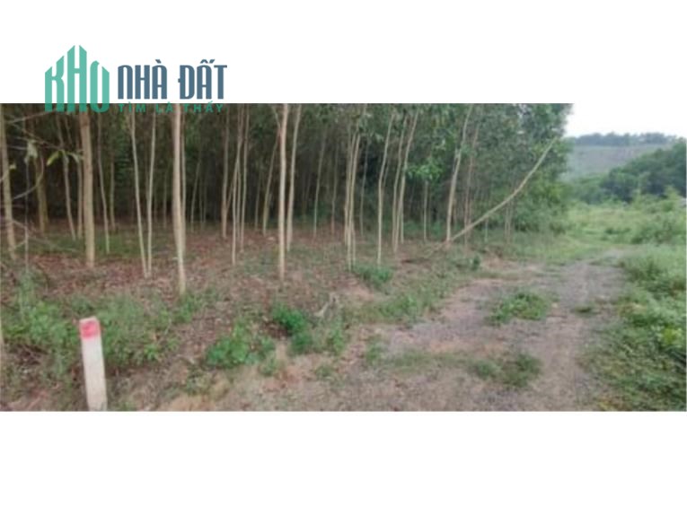 Bán lô đất vườn keo CHN qh CLN xã Khánh Đông Khánh Vĩnh giá 750tr