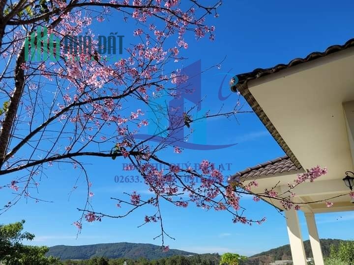 🌺 CẦN BÁN BIỆT THỰ MĂNG LIN -P7-TP.Đà Lạt 🌺