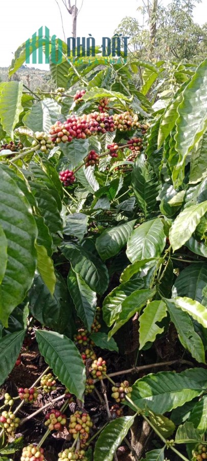 Bán đất sổ chính chủ Huyện Đắk Mil - Đắk Nông