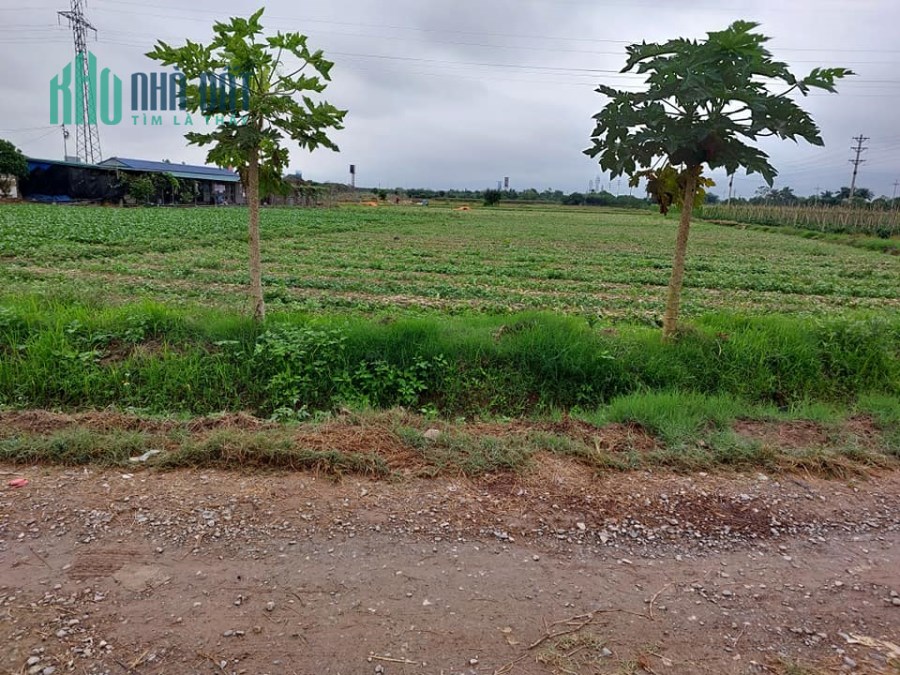 Bán Đất Ruộng Nam Hồng, 2351m2, 30m, chỉ 1.9 tỷ, Đông Anh.