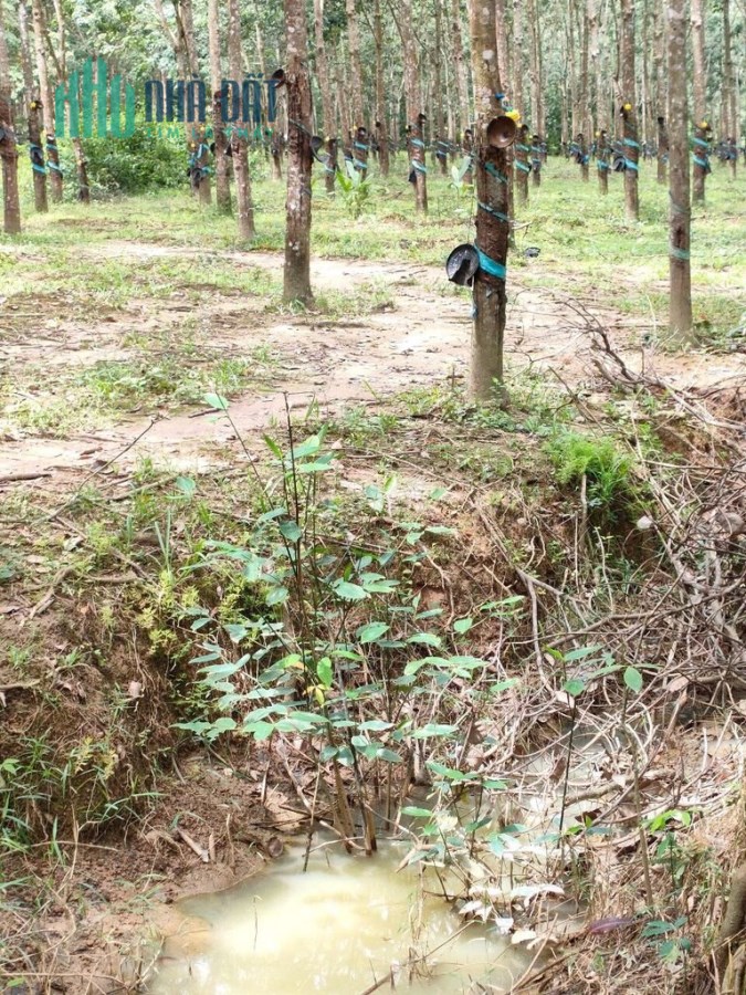 CHÍNH CHỦ BÁN 4,5HA ĐẤT TẶNG VƯỜN CAO SU GIÁ TỐT KHU VỰC TÁNH LINH