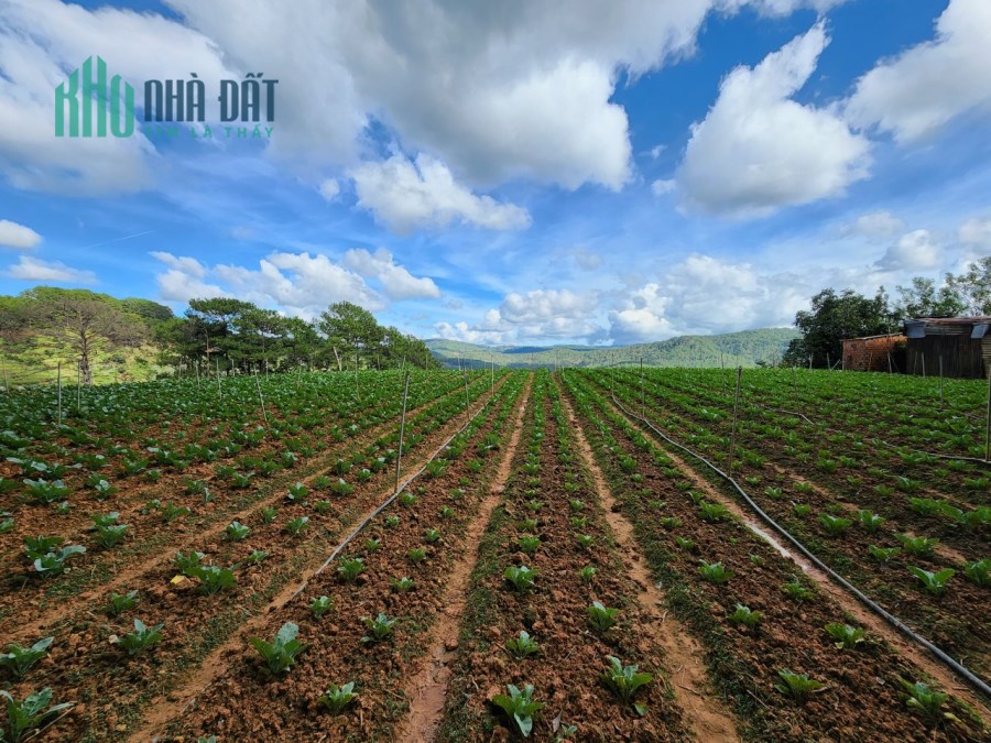 Cần bán gấp đất rộng view đẹp đường Mimoza, Đà Lạt 21.000m2 giá 3.6 triệu/m2