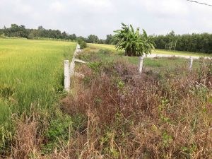 Chính chủ bán 3 lô đất ở khóm 1, phường 2, Thị xã Ngã Năm, tỉnh Sóc Trăng.