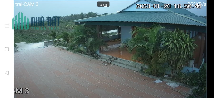 Nhượng trang trại 3,5 ha đang cho thu hoạch tại Yên Định –Thanh Hóa 8 tỷ