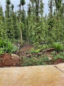 Chính Chủ Cần Bán Đất Mặt Tiền Vị Trí Đẹp Tại VŨNG TÀU