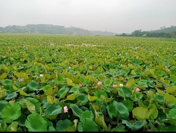 HOT HOT HOT cơ hội tốt sở hữu ngay lô đất đầm nuôi trồng thủy sản - sinh lời cao tại Tam Nông Phú