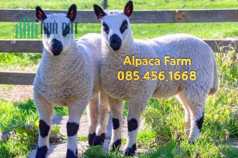 Bán Lạc Đà Alpaca, Alpaca Farm, Alpaca Farm Thảo Điền, Lạc Đà Không Bướu, Lạc Đà Alpaca, Ngựa Pony,