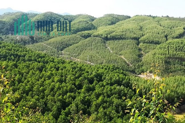 Chuyển Nhượng 5000ha Rừng Sản Xuất Tại Đắk Lắk Giá 110tr/1ha
