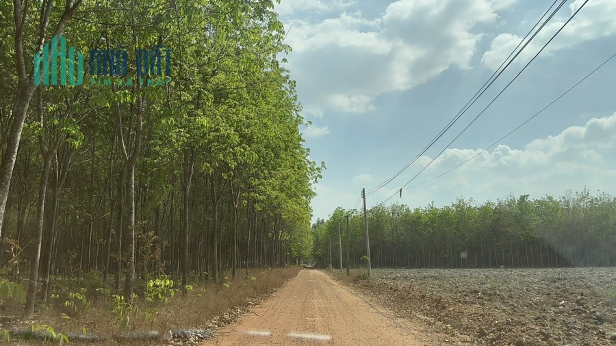 Bán gấp 1,6 ha mặt tiền đường 180m ngang xã Cây Trường. Đối diện KCN Cây Trường hơn 500ha