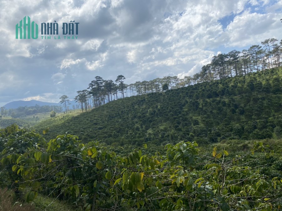 Cần Bán Lô Đất Cafe Triền Đẹp Có Hồ Chứa Nước Và View Rừng Thông