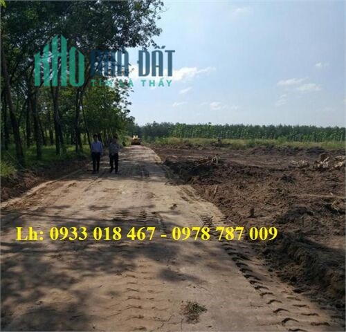 Cần Bán đất xã lai hưng, bàu bàng, bình dương 10x100m, 20x50m, 1000m2, chỉ 1,6tr/m2 9