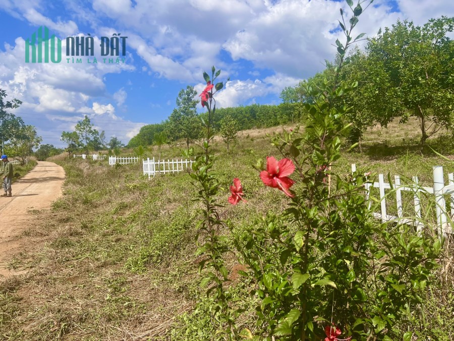 CHÍNH CHỦ BÁN 2 LÔ ĐẤT MT GIÁ SIÊU RẺ TT Huyện Đắk R’Lấp